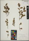 Foto von Salix herbacea L. x Salix lapponum L.